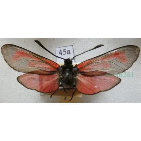 Zygaena purpuralis (Brünnich, 1763) Kraśnik purpuraczek Czech45a